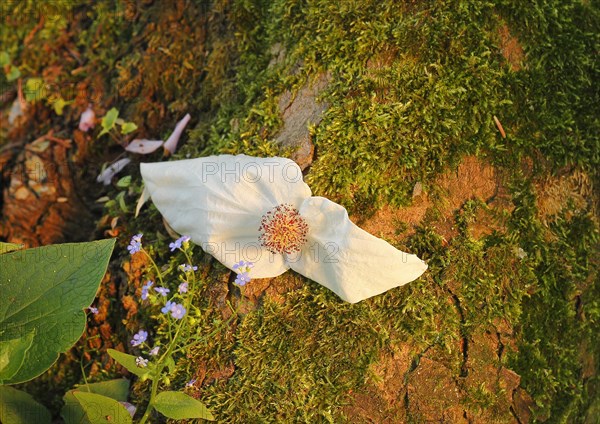 Flower dove tree