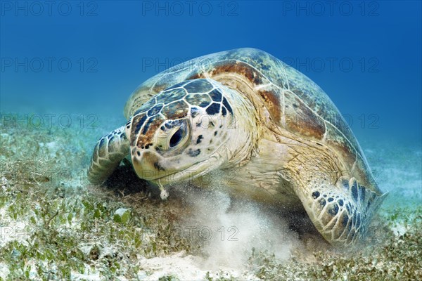 Green turtle