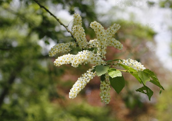 European bird cherry