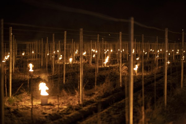 Fires loom on the vineyard of Wackerbarth Castle in Weinboehla