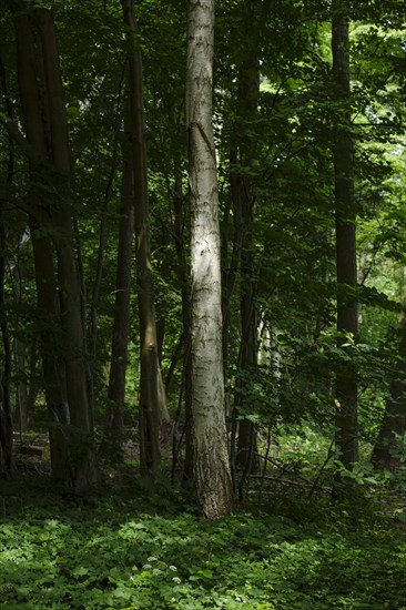 The trunk of a birch tree is illuminated by the sun in the dense forest. Ummanz