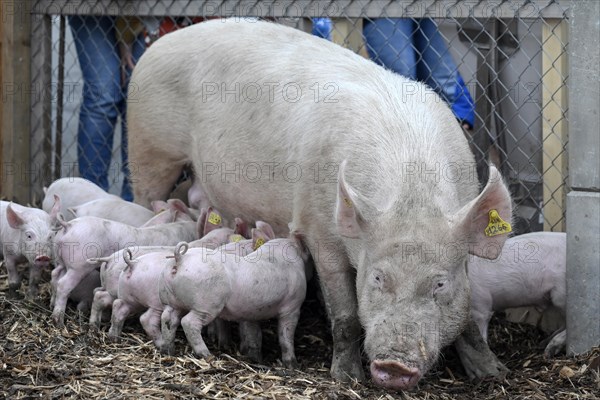 Pig with piglet