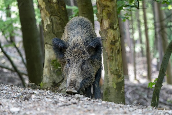 Wild boar