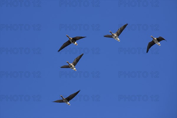 White-fronted geese