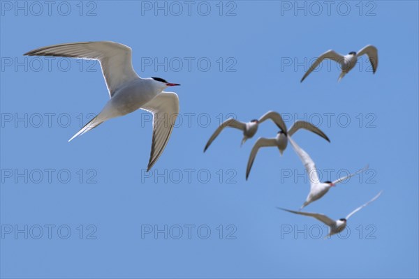 Flock of common terns