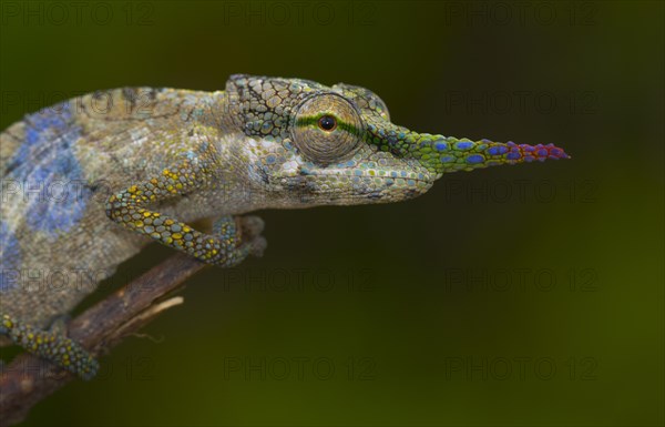 Close-up long-nosed chameleon