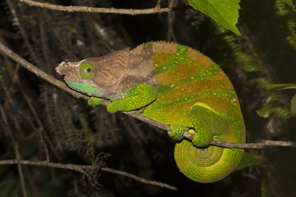 O'Shaugnessy's chameleon