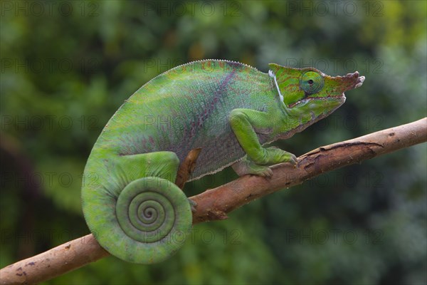 Two-striped chameleon