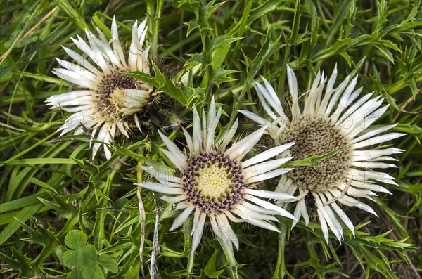 Flowering specimens of a silver thistle