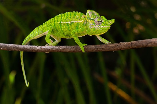 Rediscovered male voeltzkow's chameleon