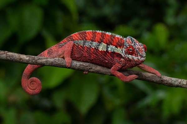 Male panther chameleon