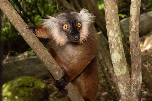 Female black lemur