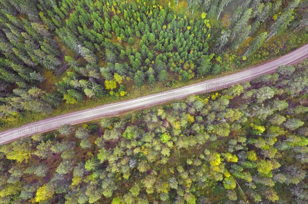 Aerial view over coniferous trees and desolate dirt road running through spruce forest in autumn