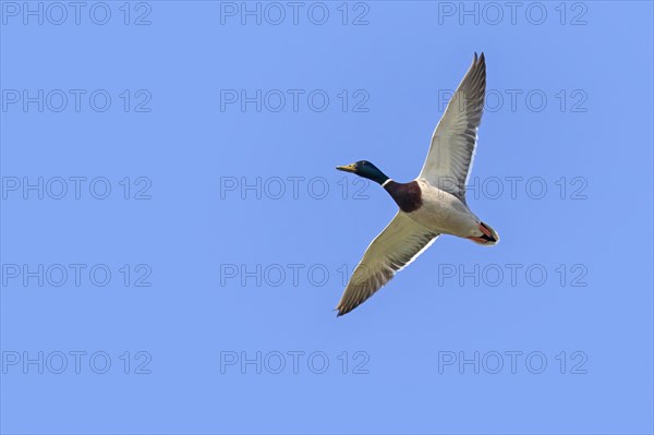 Mallard