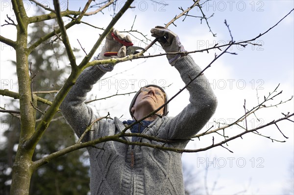 Topic: Pruning fruit trees in spring. Here an apple tree