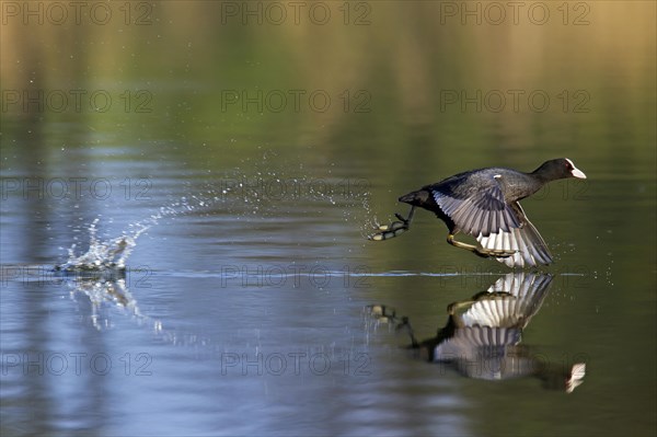 Eurasian Coot