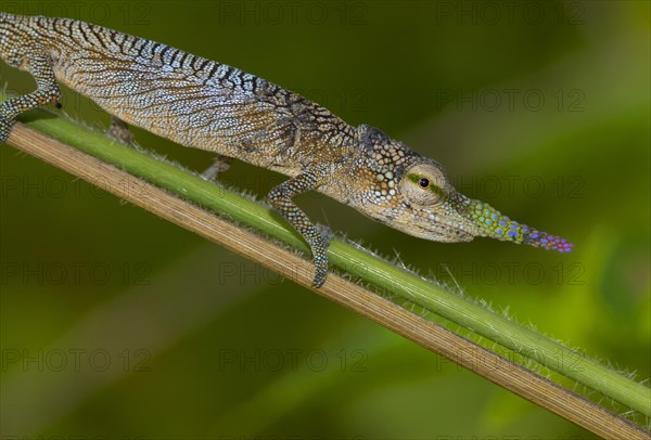 Long-nosed chameleon