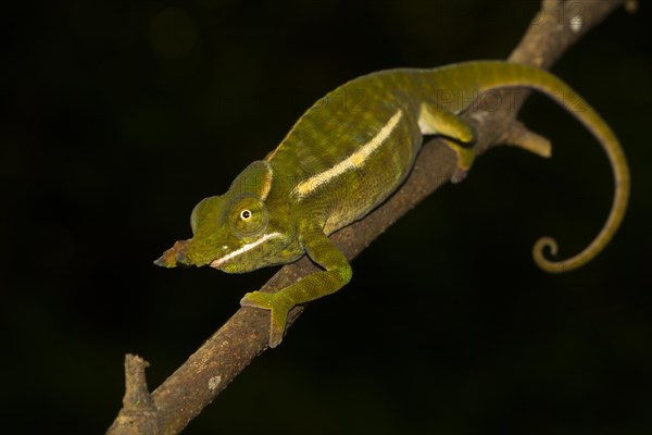 Petter's chameleon