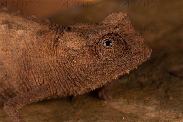 Female Stumpff's earth chameleon