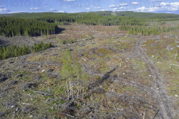 Aerial view over Swedish clearcut area
