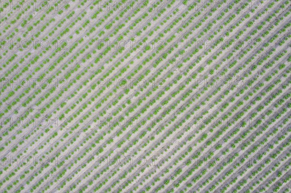 Aerial view over rows of green shoots of potato