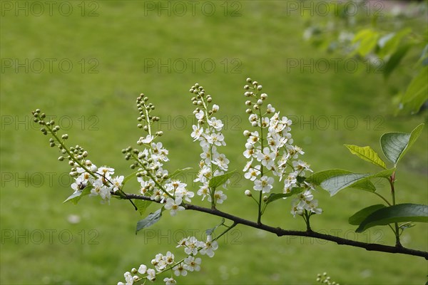 European bird cherry