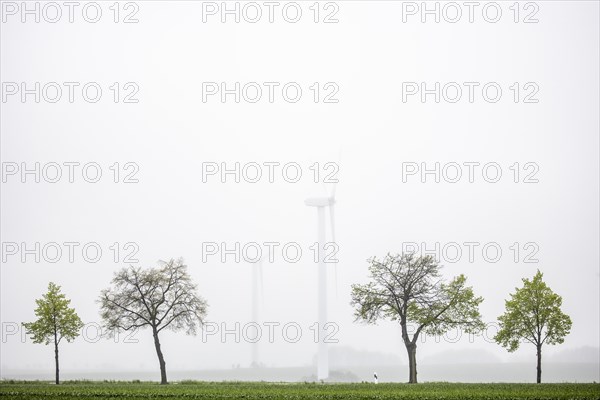 Trees along a country road stand out in front of wind turbines in Vierkirchen