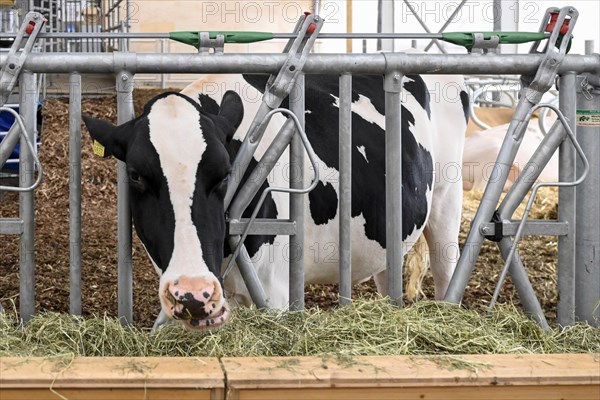 Dairy cow Holstein