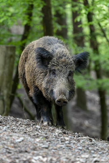 Wild boar