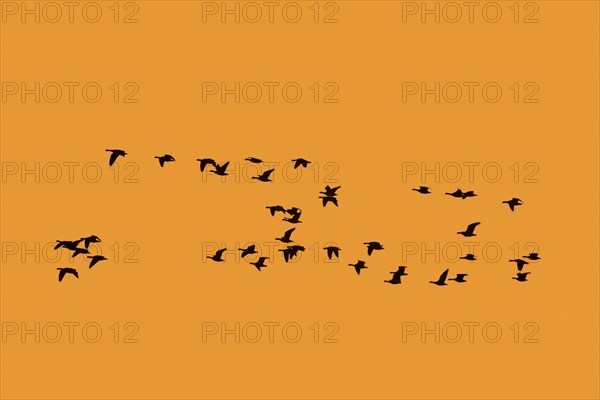 Flock of greater white-fronted geese