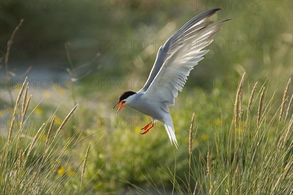 Common tern