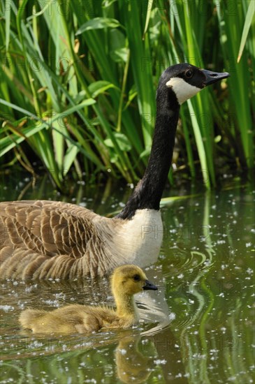 Canada Goose