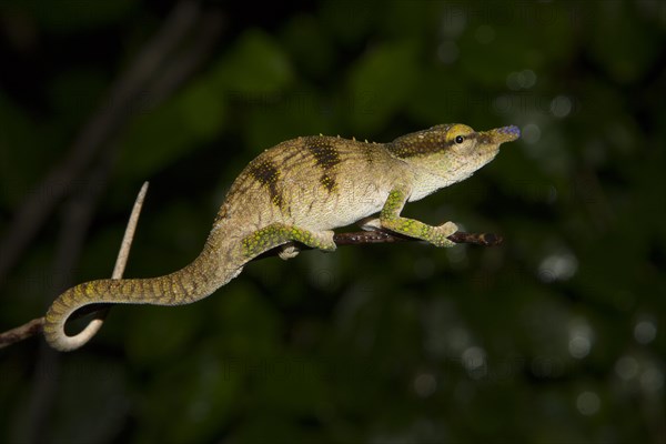 Male chameleon