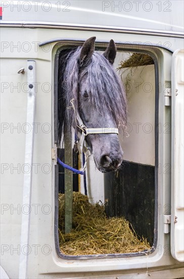 A grey horse looks out curiously at the window of a horse-drawn vehicle