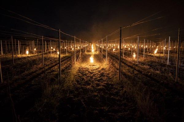 Fires loom on the vineyard of Wackerbarth Castle in Weinboehla