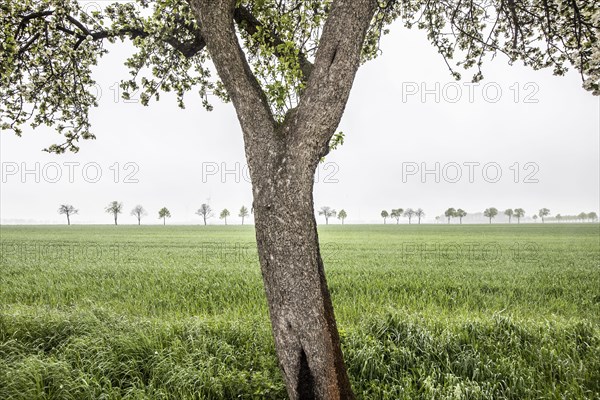 Trees stand out in dreary weather in Vierkirchen