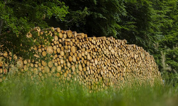 Logs of coniferous wood are stacked in a pile in the forest. Ummanz