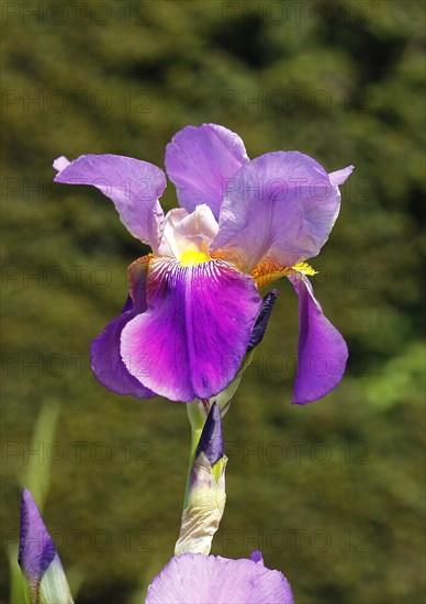 German lily hybrid