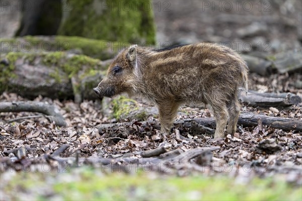 Wild boar
