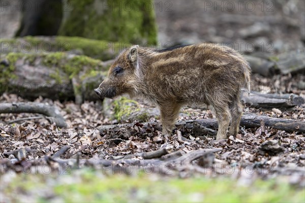 Wild boar