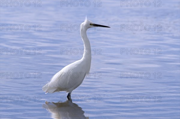 Little egret