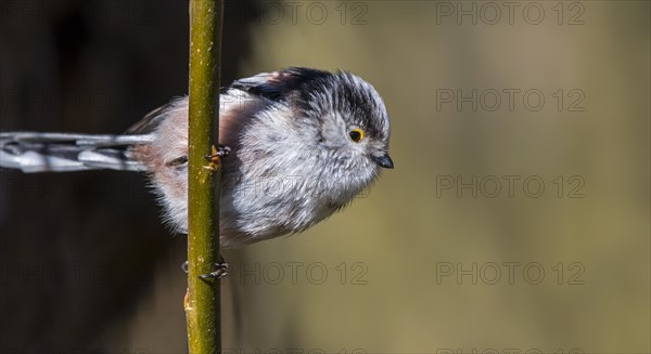 Long-tailed tit