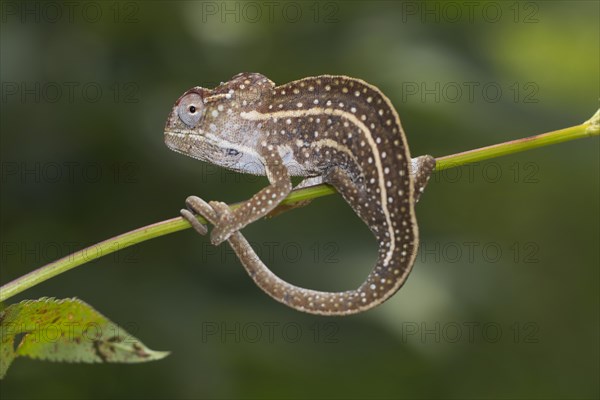 Jeweled chameleon