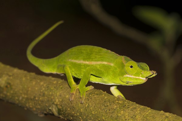 Petter's chameleon