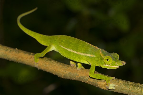 Petter's chameleon