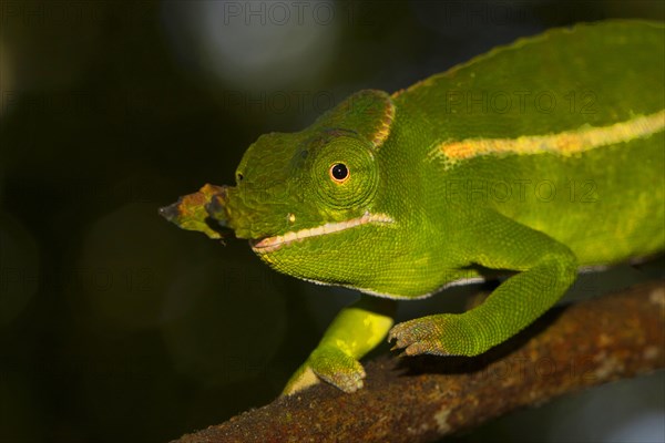 Male petter's chameleon