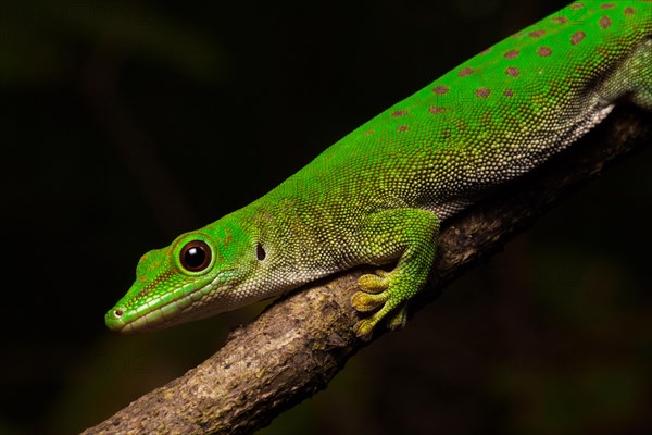 Koch's day gecko