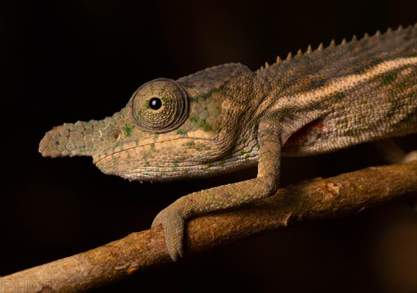 Male rhinoceros chameleon