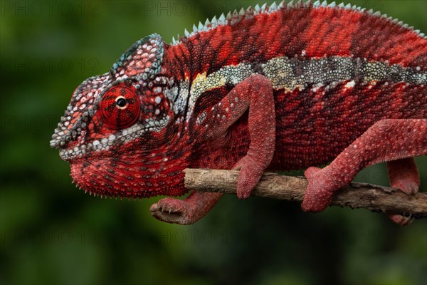 Male panther chameleon