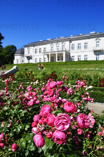 Rose hedges in the castle of Count Tiszkiewicz